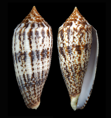 Conus australis observed 2017-01-20