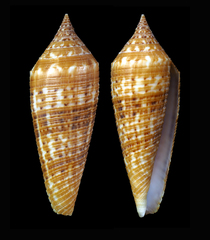 Conus australis
