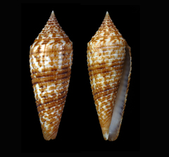 Conus australis