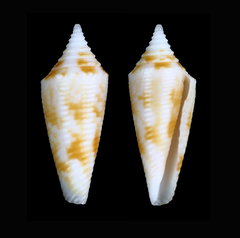 Conus australis