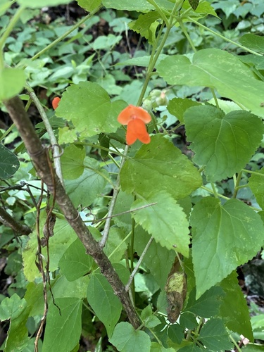 Runner bean (Phaseolus coccineus)