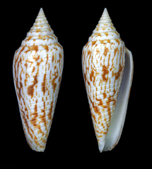 Conus australis