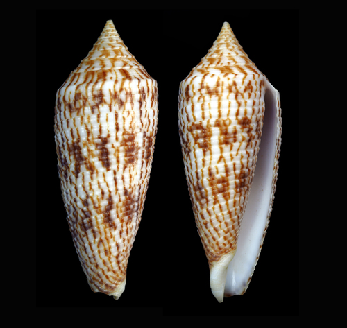 Conus australis observed 2015-08-15