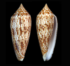 Conus australis