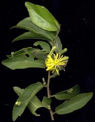 Grewia caffra