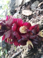 Bdallophytum americanum