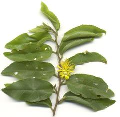 Grewia caffra