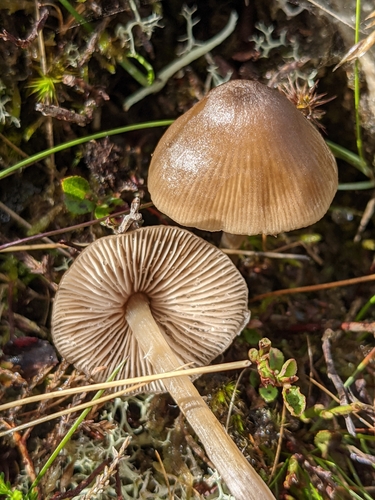 Entoloma conferendum (Britzelm.) Noordel.
