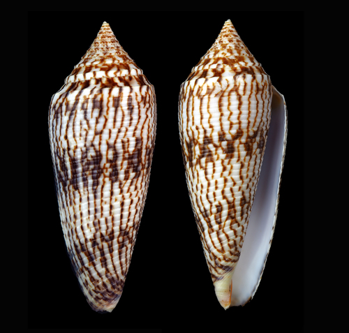 Conus australis observed 2017-11-15
