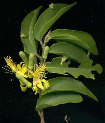 Grewia caffra