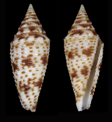 Conus australis