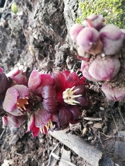 Bdallophytum americanum