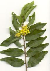 Grewia caffra