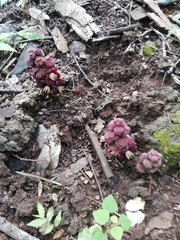 Bdallophytum americanum
