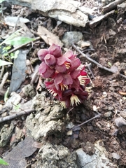 Bdallophytum americanum