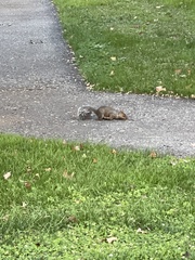 Sciurus carolinensis