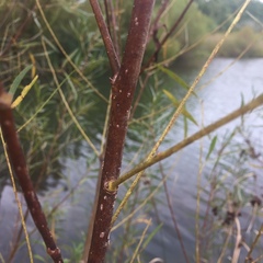 Salix schwerinii
