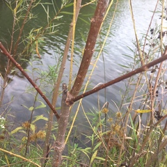 Salix schwerinii