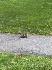 Sciurus carolinensis