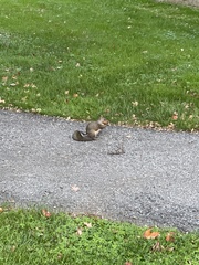 Sciurus carolinensis
