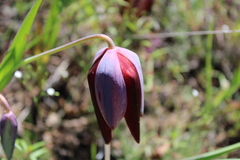 Calochortus barbatus