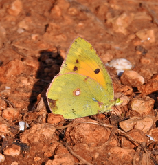 Colias croceus