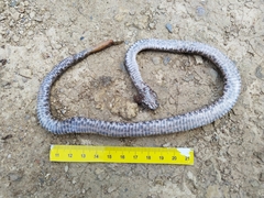 Crotalus morulus
