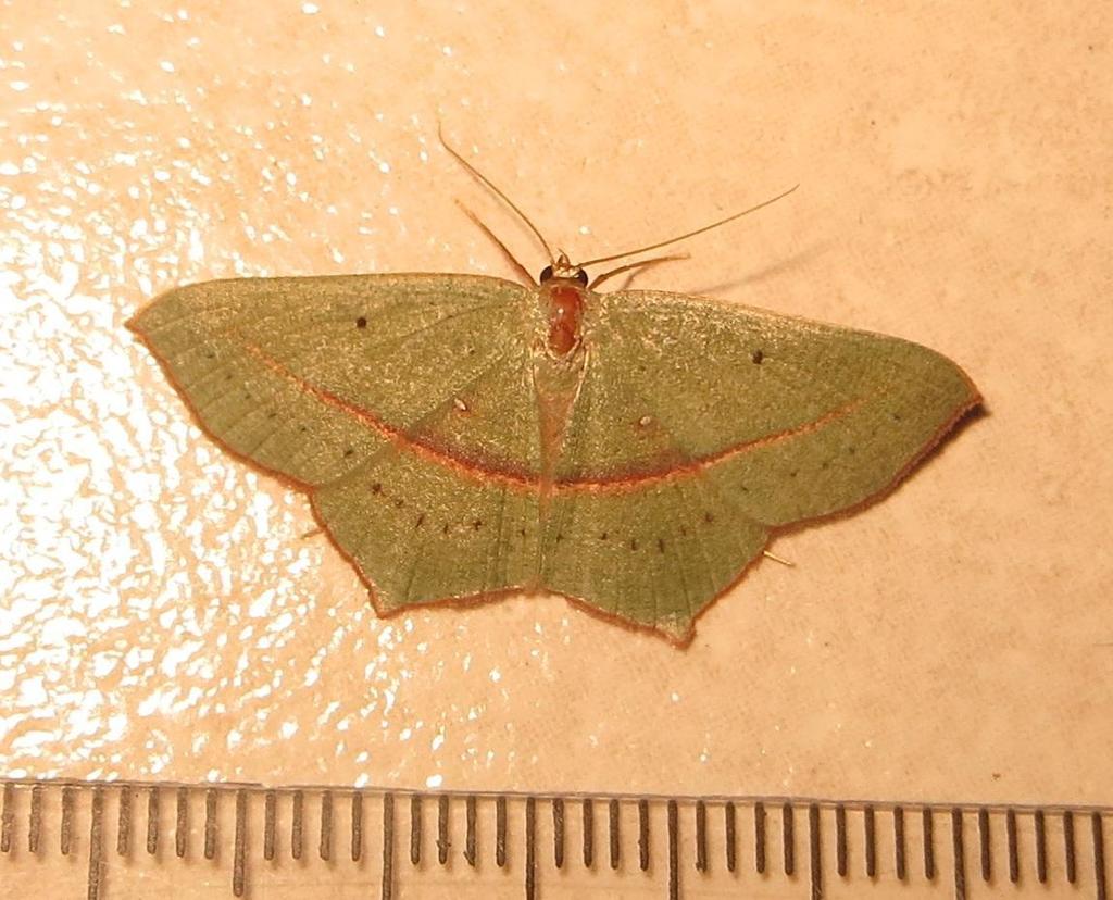 Vivid Vestal