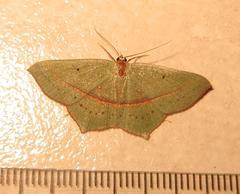 Traminda vividaria