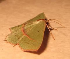 Traminda vividaria