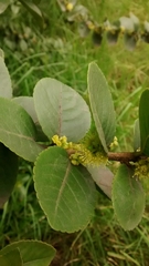 Xylosma spiculifera