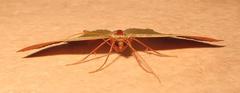 Traminda vividaria