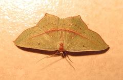 Traminda vividaria