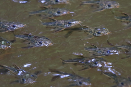 Spotted thorny catfish (Ossancora punctata) — Doradidae — 3
