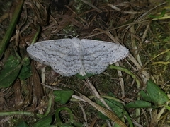 Scopula incanata