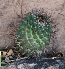 Mammillaria polythele