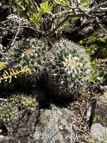 Mammillaria karwinskiana