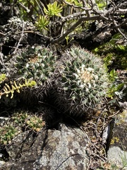 Mammillaria karwinskiana karwinskiana
