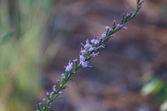 Liatris cokeri