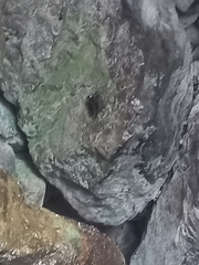 Streptoprocne zonaris