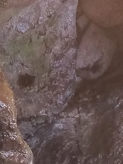 Streptoprocne zonaris