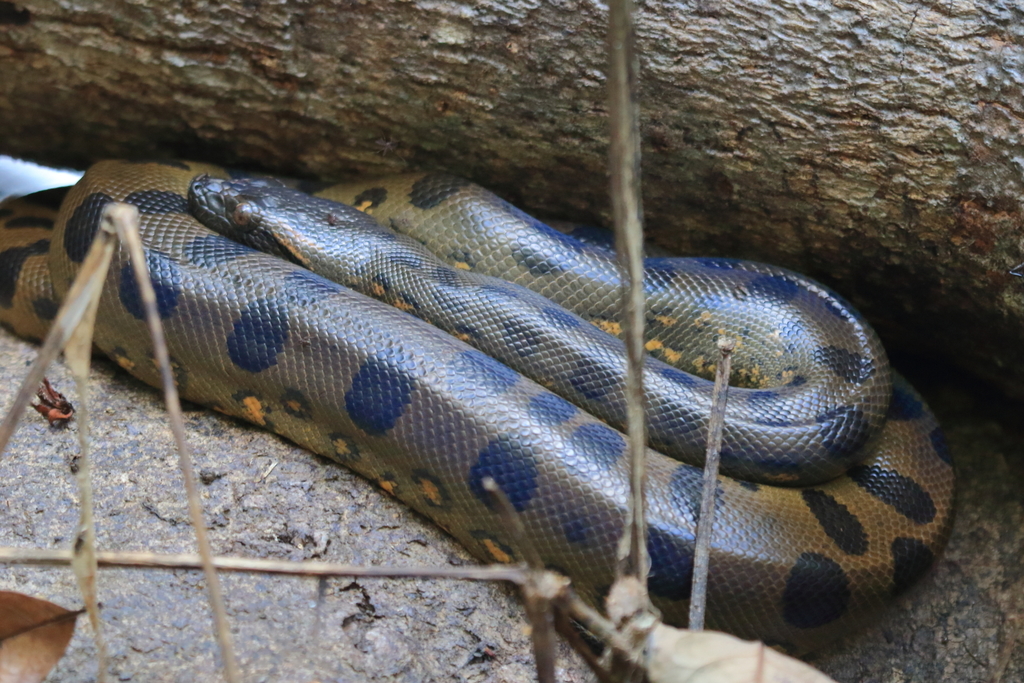 Green Anaconda