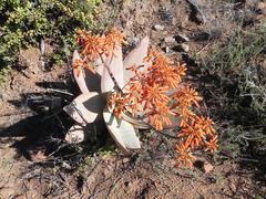 Aloe striata