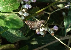 Burnsius orcynoides