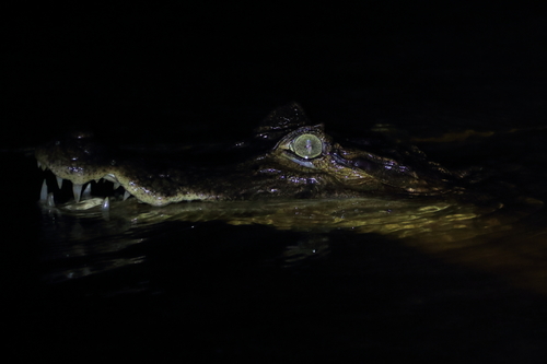 Spectacled Caiman (Caiman crocodilus)