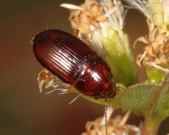 Amara rubrica