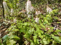 Tiarella austrina