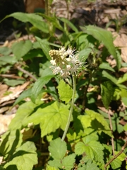 Tiarella austrina