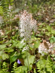 Tiarella austrina
