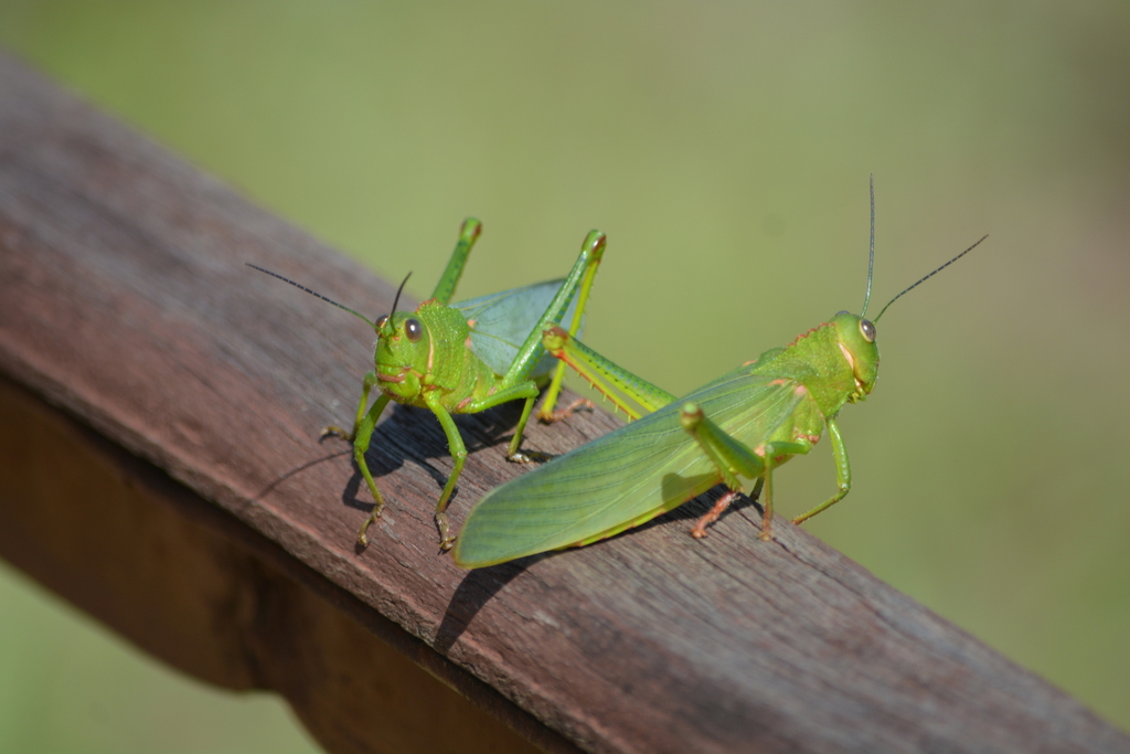 Titanacris picticrus
